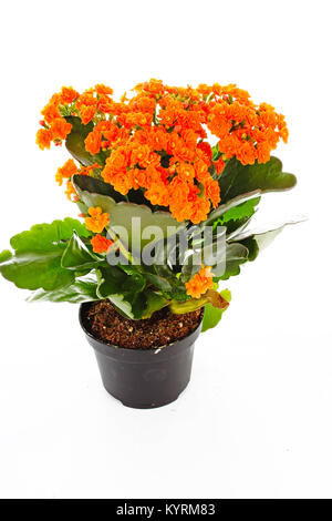 Piccoli fiori arancione di rubiaceae tree. Fiore di arancia impianto. Fiori di cluster ixora. Impianto. Foto Stock