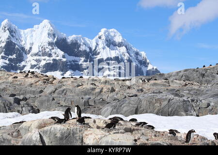 Pinguini in Antartide Foto Stock