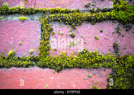 Un frammento di un vecchio muro di mattoni da un rosso di Bruciò Mattone ricoperta da verde muschio peloso aggrappato a un mortaio tra la muratura di mattoni Foto Stock