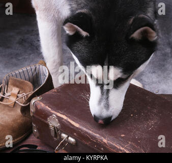 Cane sniffs out farmaci o bomba in un bagaglio. Foto Stock