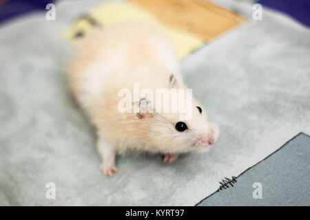 Sweety black-eyed hamster gioca Foto Stock