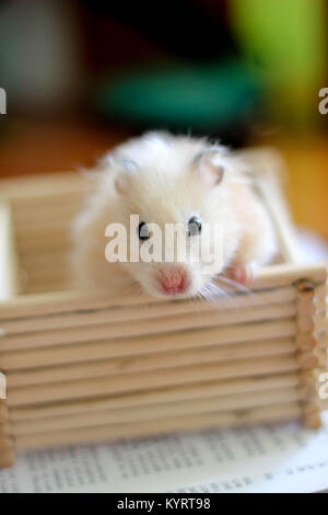 Sweety black-eyed hamster gioca Foto Stock