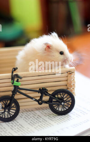 Sweety black-eyed hamster gioca Foto Stock