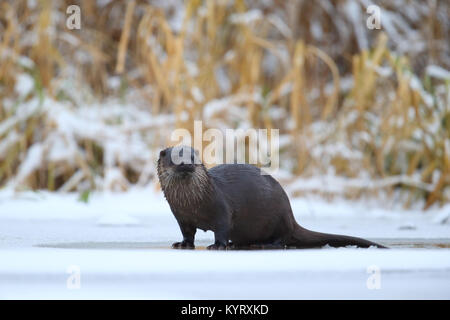 Wild Lontra europea (Lutra lutra), Europa Foto Stock