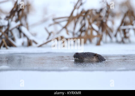 Nuoto Wild Lontra europea (Lutra lutra), Europa Foto Stock
