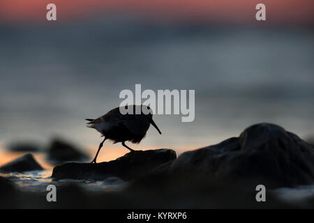 Silhouette di Dunlin (Calidris alpina) dalla costa al tramonto. Foto Stock