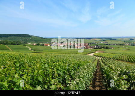 Francia, Marne (51), Parc naturel régional de la Montagne de Reims, Route du Champagne de la Montagne de Reims, Chamery, villaggio au milieu du vignoble Foto Stock