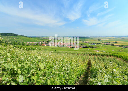 Francia, Marne (51), Parc naturel régional de la Montagne de Reims, Route du Champagne de la Montagne de Reims, Chamery, villaggio au milieu du vignoble Foto Stock