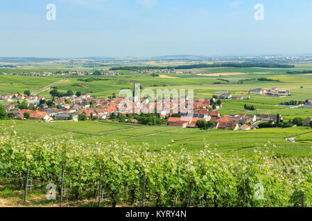 Francia, Marne (51), Parc naturel régional de la Montagne de Reims, Route du Champagne de la Montagne de Reims, Chamery, villaggio au milieu du vignoble Foto Stock