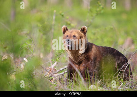 Ritratto di Wild l'orso bruno (Ursus arctos) , in Europa Foto Stock