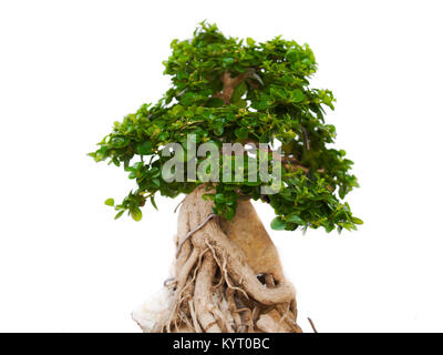 Alberi di Bonsai, alberi nella zona tropicale. Foto Stock