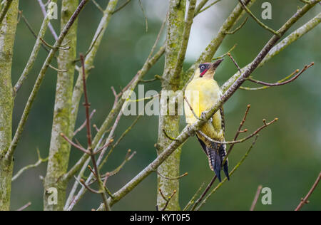 Maschio adulto europeo picchio verde (Picus viridis) appollaiato in un albero in inverno in Arundel, West Sussex, in Inghilterra, Regno Unito. Foto Stock