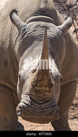 Ritratto di un bianco namibiano rinoceros Ceratotherium simum Foto Stock