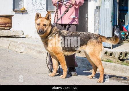 Abusato pastore tedesco cane ibrida in un rifugio Foto Stock