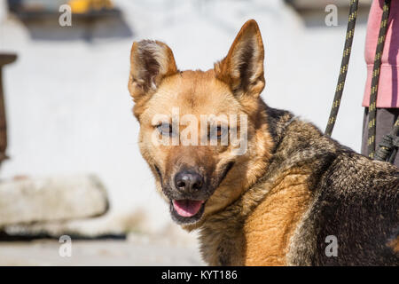 Abusato pastore tedesco cane ibrida in un rifugio Foto Stock