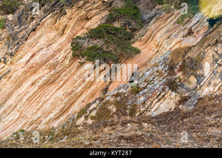 Caprini in piedi sulle rocce. L'isola di Cefalonia. La Grecia. L'Europa. Foto Stock
