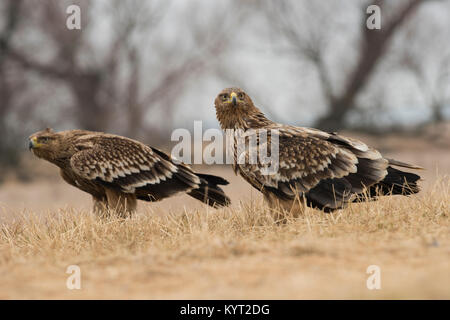 Coppia di Eastern Imperial Eagle (Aquila heliacal) in Europa Orientale sulla steppa alimentazione habitat su dead fox. Foto Stock