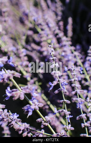 Qualche rametto di fioritura delle piante di lavanda a fuoco contro molte piante in selective soft focus tutti contro nero- grande per lo sfondo Foto Stock