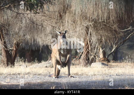 Grande maschio di canguro selvaggio su Kangaroo Island Foto Stock