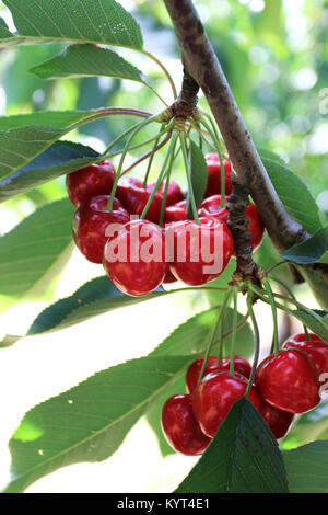 Lapins ciliegia con frutti di un albero - ciliege con fogliame verde Foto Stock