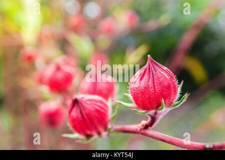 Una foto di Roselle rosso sul ramo con sfondo verde, il fuoco selettivo Foto Stock