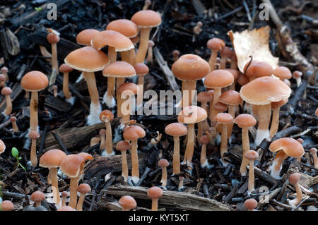 Tubaria furfuracea funghi in autunno la foresta, vicino up shot Foto Stock