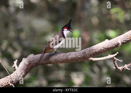 Rosso Bulbul Whiskered Foto Stock