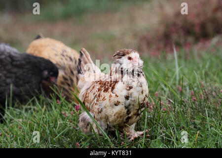 Faverolle pullet a piedi dal blu Cochin e Buff Brahma polli come essi intervallo libero in un prato. Foto Stock