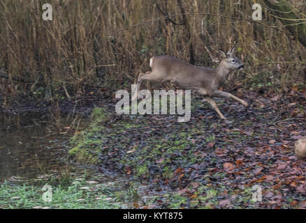 Giovani Caprioli Capreolus capreolus salto oltre il bosco laghetto in inverno Foto Stock