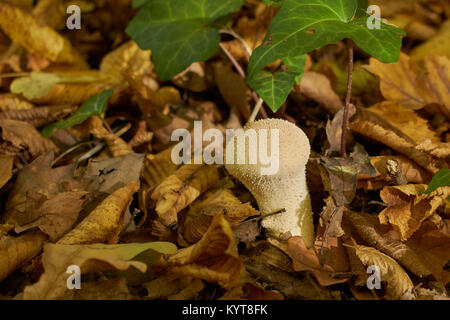 Fungo Lycoperdon perlatum Foto Stock