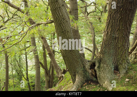 Farnia (Quercus robur) alberi in habitat boschivo, Hetchell legno, Bardsey, West Yorkshire, Inghilterra, Ottobre Foto Stock