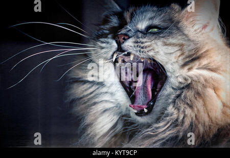 Angry cat o Foto Stock