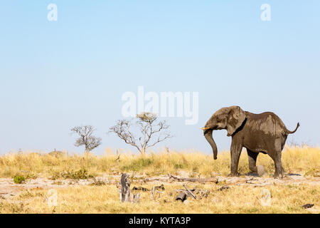 Lonely Elephant durante un safari in Botswana, Africa Foto Stock
