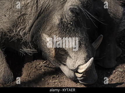 Ritratto di un Warthog Namibiano, Phacochoerus africanus Foto Stock