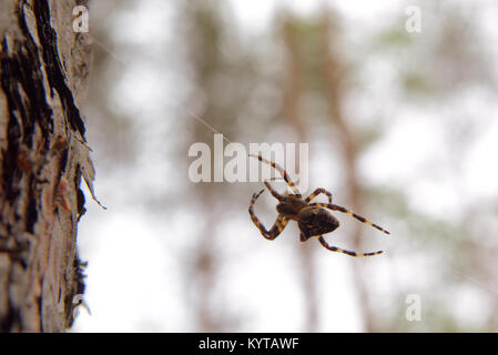 Spider Araneus appeso a testa in giù sul web Foto Stock