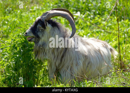 Capra con grandi corna in una fitta erba Foto Stock