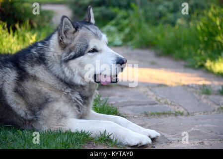 Alaskan Malamute giacente sul prato vicino fino Foto Stock