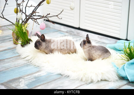 Studio shot di due simpatici coniglietti in camera luminosa con decorazioni di Pasqua Foto Stock