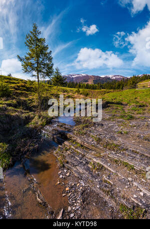 Albero di abete rosso e piccolo ruscello in montagna. incantevole paesaggio di primavera nella valle del villaggio di Pylypets. La foresta di conifere al piede della montagna Borzhava Foto Stock