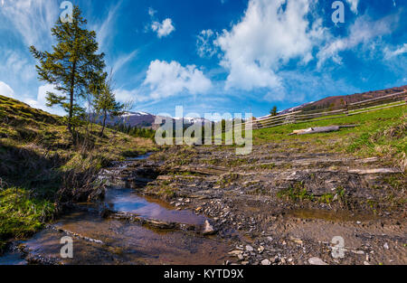 Albero di abete rosso e piccolo ruscello in montagna. incantevole paesaggio di primavera nella valle del villaggio di Pylypets. La foresta di conifere al piede della montagna Borzhava Foto Stock