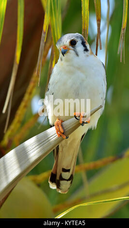 American Gheppio (Falco sparverius sparveroides) (Luce Morph) sul palm. Camaguey, Repubblica di Cuba Foto Stock