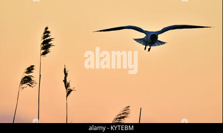 Silhouette di in volo al tramonto. Un volo con testa nera gull. Retroilluminazione. i gabbiani volare contro il giallo tramonto sfondo . A testa nera (gabbiano Larus rid Foto Stock