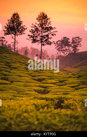 Belle piantagioni di tè a Munnar Kerala, India al tramonto o al crepuscolo. Tinte vivaci e colorate, agricoltura, la cultura del tè, colline, silhouette di alberi Foto Stock