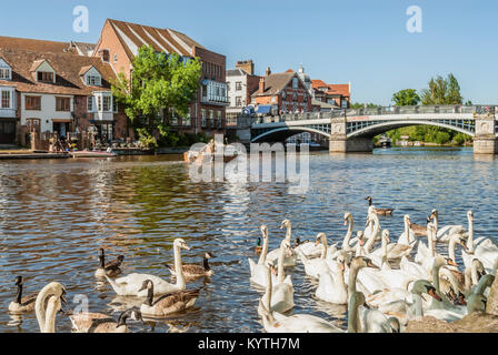 Swan a wild goose sul Fiume Tamigi a Windsor ponte che costituisce il confine a Eton, Berkshire, Inghilterra. Foto Stock