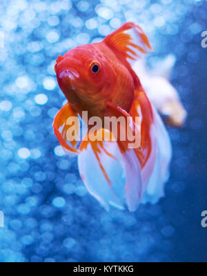 Goldfish in acqua blu e fuori fuoco bolle di aria dietro Foto Stock