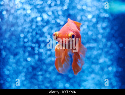 Goldfish in acqua blu e fuori fuoco bolle di aria dietro Foto Stock