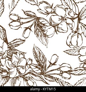 Apple Blossom ramo isolato su bianco. Vintage Botanici disegnati a mano illustrazione. Fiori di Primavera di melo. Modelli senza giunture. Illustrazione Vettoriale