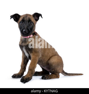 Pastore belga cane cucciolo / lato seduta modi guardando la telecamera isolata su sfondo bianco Foto Stock
