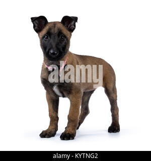 Pastore belga cane cucciolo / cercando in piedi isolato su sfondo bianco Foto Stock