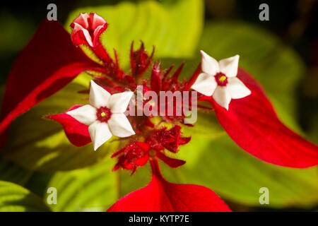 Dettaglio di Mussaenda erythrophylla fiore, comunemente chiamato Ashanti sangue tropicale, sanguinello e bandiera rossa bush, Kenya, Africa orientale Foto Stock